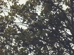 Hemiphaga novaeseelandiae