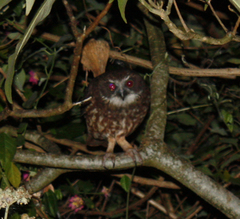 Ninox boobook boobook