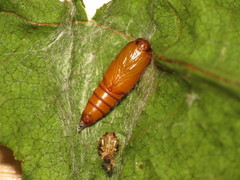 Ditula angustiorana