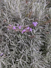 Lavandula angustifolia