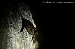 Taphozous melanopogon