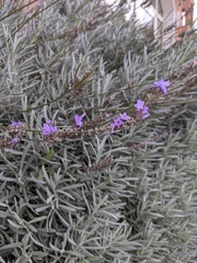 Lavandula angustifolia