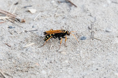 Parabatozonus lacerticida