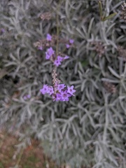 Lavandula angustifolia
