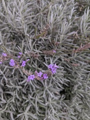 Lavandula angustifolia