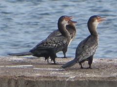 Microcarbo africanus