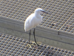 Egretta garzetta
