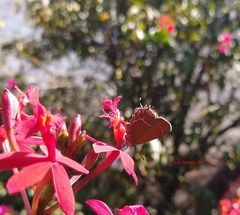 Callophrys xami xami