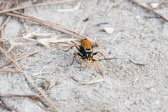 Parabatozonus lacerticida