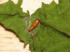 Ditula angustiorana