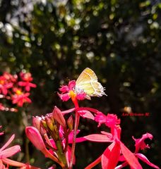 Callophrys xami xami