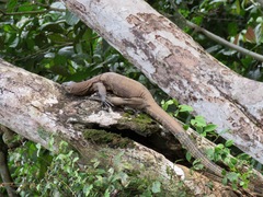 Varanus salvator macromaculatus