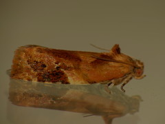 Ditula angustiorana