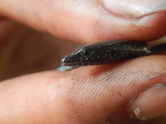 Emoia atrocostata