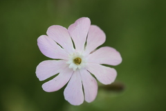 Silene × hampeana
