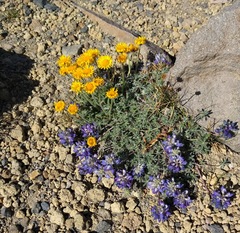 Erigeron aureus