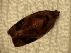 Ditula angustiorana