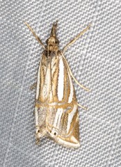Hednota bifractellus