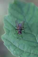 Hydrophoria lancifer