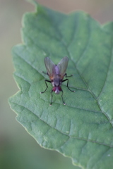 Hydrophoria lancifer