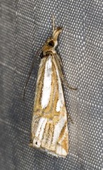 Hednota bifractellus