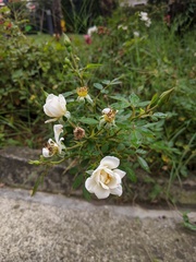 Rosa agrestis