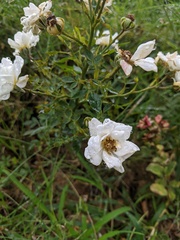 Rosa agrestis