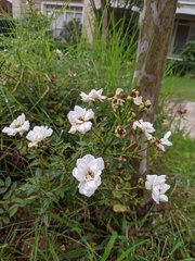 Rosa agrestis