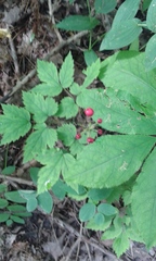 Actaea rubra rubra