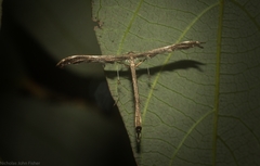 Tetraschalis arachnodes