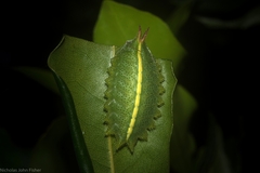 Mecytha fasciata