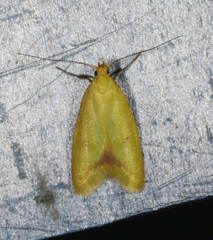 Aeolothapsa malacella