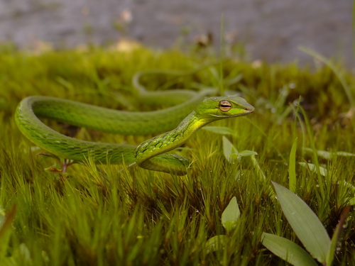 Günther's Vine Snake