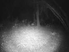 Canis latrans ochropus