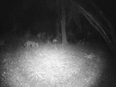 Canis latrans ochropus