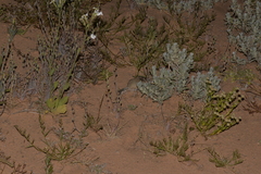 Sminthopsis crassicaudata