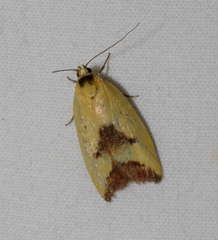 Ageletha hemiteles