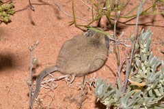 Sminthopsis crassicaudata