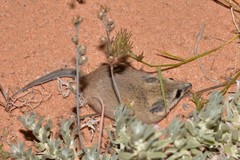 Sminthopsis crassicaudata