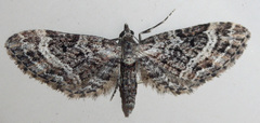 Eupithecia rotundopuncta