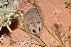 Sminthopsis crassicaudata