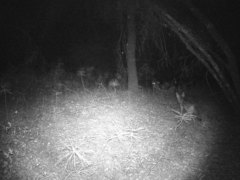 Canis latrans ochropus