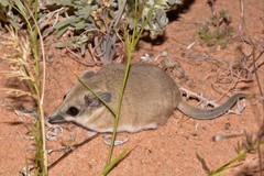 Sminthopsis crassicaudata