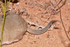 Sminthopsis crassicaudata