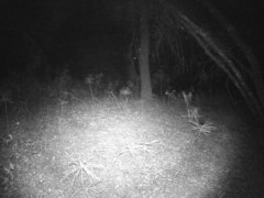 Canis latrans ochropus