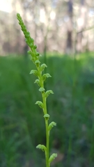 Microtis oblonga