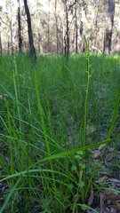 Microtis oblonga