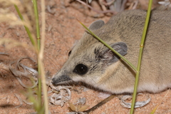 Sminthopsis crassicaudata
