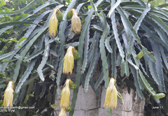 Selenicereus undatus