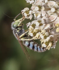 Bembix americana comata